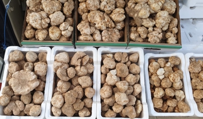 More than 30 tonnes desert truffles auctioned at Souq Waqif